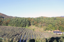 일품사과 늘푸른농장