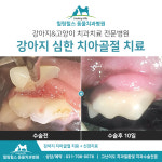 힐링힐스동물치과병원