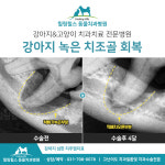힐링힐스동물치과병원