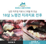 힐링힐스동물치과병원