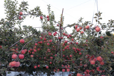 일품사과 늘푸른농장