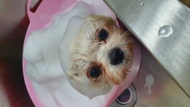 미미네애견미용실