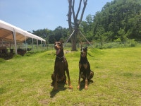 레스트펫 아카데미