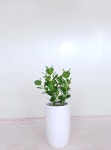 럭키꽃식물원