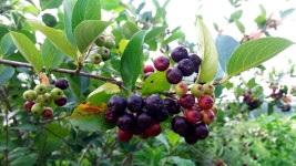 두봉주식회사농업회사법인