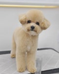 베르펫살롱