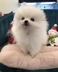 펫캐슬 의정부 강아지분양 고양이분양 애견샵