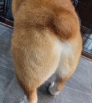 엣지잇개