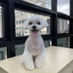 펫샵 개스트하우스