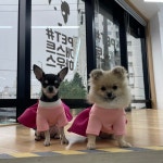 펫샵 개스트하우스