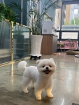 펫샵 개스트하우스
