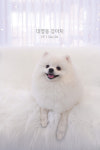 대명동강아지