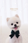 대명동강아지