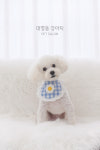 대명동강아지