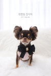 대명동강아지