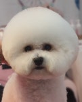 아기몽