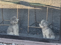 장수오리 팔공점