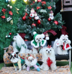 브루하하 [애견운동장,애견카페]