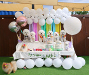 브루하하 [애견운동장,애견카페]