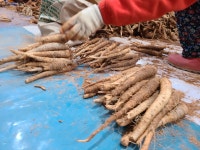 더덕쟁이