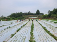 더덕쟁이