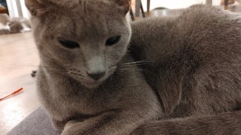 묘랑 고양이 카페