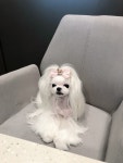 살롱드멍멍