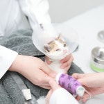 솔동물의료센터