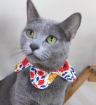 야옹아놀자 경주점