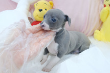 내품멍냥 노원 강아지 고양이분양