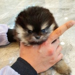 강아지분양 타임도그 애견샵 목동점