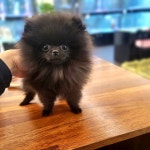 펫캐슬 의정부 애견샵