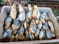 거제대영수산