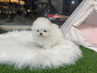 빼로독 의정부본점