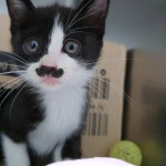 늘조은동물병원