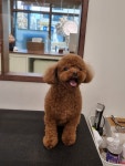 핏어펫