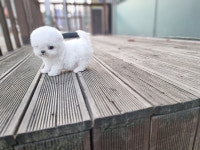 광주강아지분양 펫블리 애견 샵