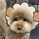 예뻐질개
