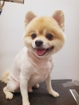 뽀삐애견샵