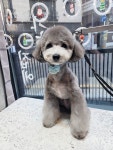 헤어컹컹