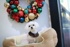 빠멍애견미용실