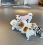 비바도기