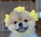 비바도기