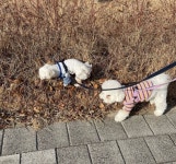 비바도기