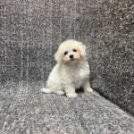 노이펫 강아지고양이 원주점