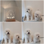 살롱드멍멍