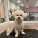 제이펫살롱