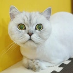 고양이미용호텔 캣츠앤