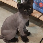 고양이미용호텔 캣츠앤