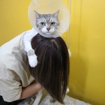 고양이미용호텔 캣츠앤